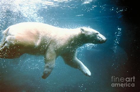 Polar Bear Swimming Photograph by Mark Newman | Fine Art America