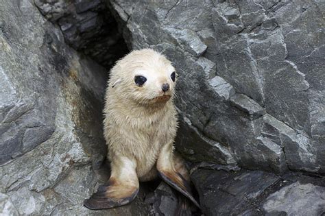 Antarctic Fur Seal Blonde Pup Photograph by Charlotte Main