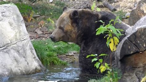 Experts call for caution after Banff bear attack