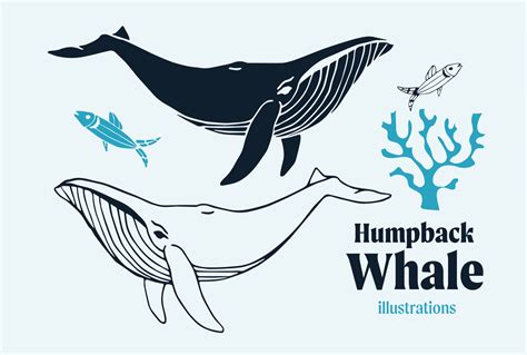 Humpback Whale Vector Illustrations Graphic by Anna Karoline · Creative ...