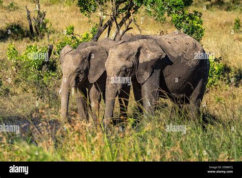 Two elephant drink from muddy water hole Stock Photo - Alamy