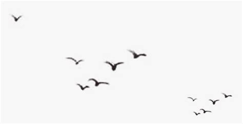 Birds Silhouette Png Download - Silhouette Birds Flying Away ...