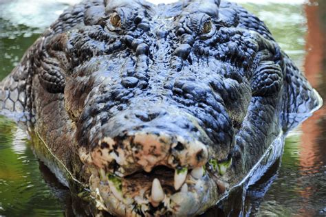 Survey to determine whether crocodiles can be hunted in Malaysia | South China Morning Post