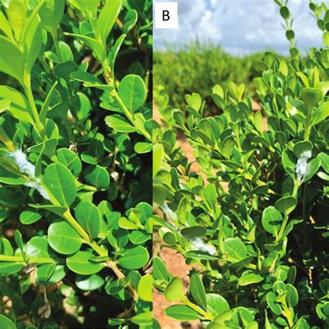 (A) Boxwood psyllid nymph. Photo by Lee Townsend. (B) Boxwood psyllid... | Download Scientific ...