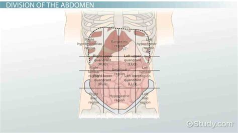 quadrants read · edit view history de Picture Of Abdominal Quadrants ...