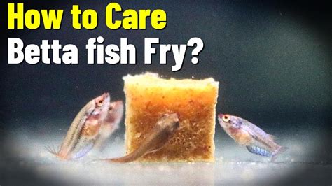 How To Care Betta Fish Fry: Secrets Of Growth - YouTube