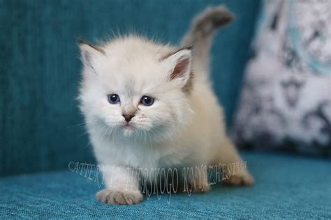 Neva masquerade kittens for sale | IZ TVERSKOGO KNYAZHESTVA and LYUMUR