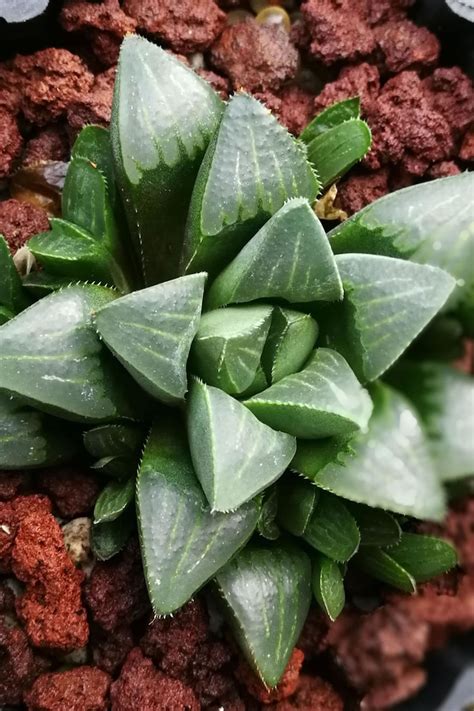 Haworthia Succulent Assortment Houseplant Easy Care Exotic | Etsy