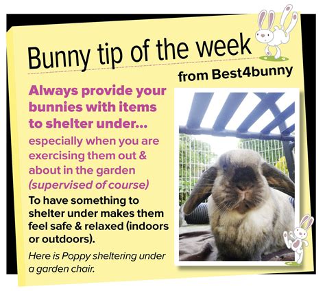 Bunny tip week - 22 Always provide items for your bunnies to shelter under. | Bunny care, Bunny ...