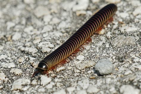 Florida Ivory Millipede | Florida Ivory Millipede, Flamingo,… | Flickr - Photo Sharing!