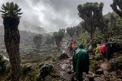 How Many People Fail Climbing Kilimanjaro? | Kilimanjaro Sunrise