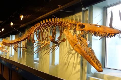 A Mosasaur, specifically Tylosaurus proriger. This species is the largest known species of ...