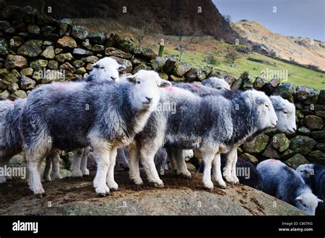 Herdwick Sheep in Langdale Valley, Lake District Stock Photo - Alamy