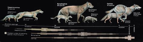 Canis Lupus—The Grey Wolves of Then and Now | Owlcation