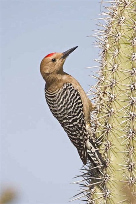 Gila Woodpecker - Sabino Canyon Volunteer Naturalists