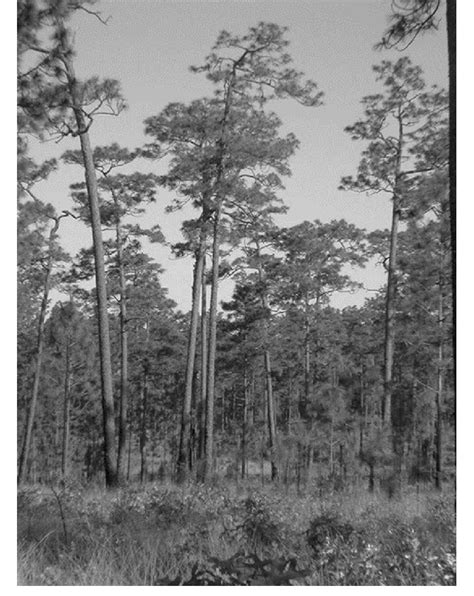 Old-growth longleaf pine (Pinus palustris) savanna at the Wade Tract... | Download Scientific ...