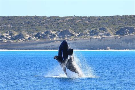 Whale Watching Cruise | Fowlers Bay, Australia