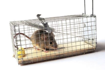 Rodent Control Methods You Need To Know | Zap Pest Control