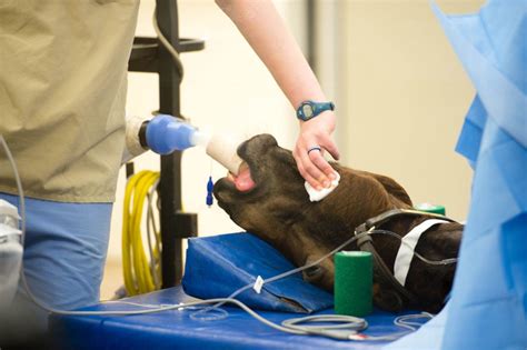 Predicting Complications in Horses Undergoing Emergency Celiotomy