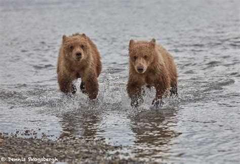 6867 Kodiak Bear Cubs, Katmai National Park, Alaska - Dennis Skogsbergh ...