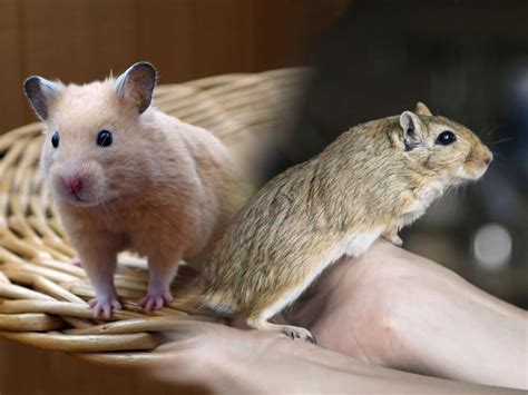 Gerbil vs Hamster | UK Pets