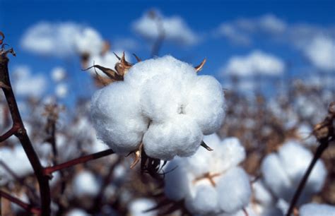Benefits of Choosing Organic Cotton Products | Inforithm