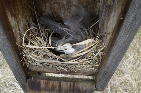 2020 Songbird Nest Box Results — Madison Audubon