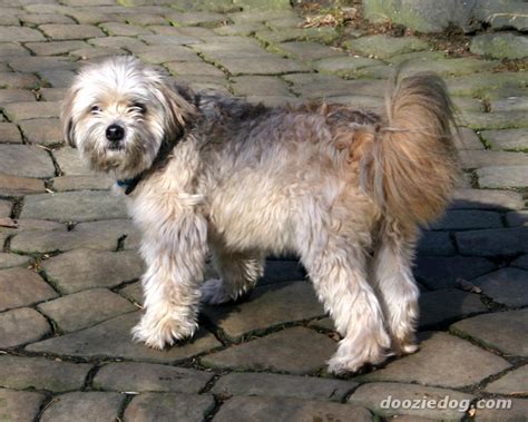 Lowchen, Dog breeds, Rare dog breeds