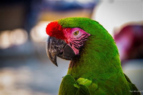 Zihuatanejo Mexico - Nov 13 - Buffon Macaw | This big green … | Flickr