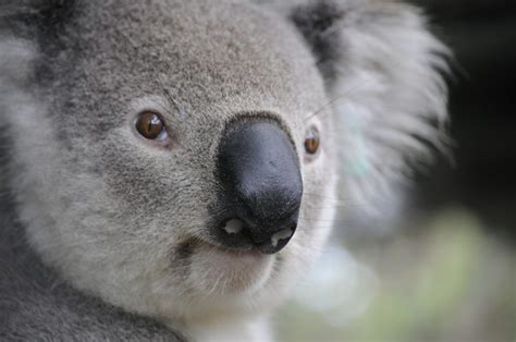 Study to train AI for koala ‘face recognition’ at crossings – Griffith News