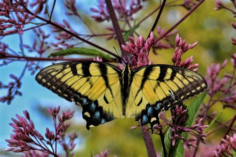 Yellow Swallowtail Butterfly | Smithsonian Photo Contest | Smithsonian Magazine