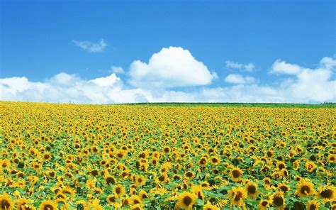 Sunflower Field Wallpapers - Top Free Sunflower Field Backgrounds ...