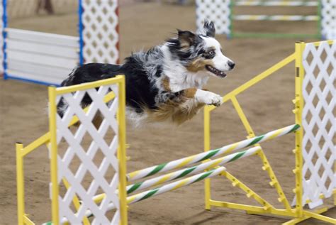 Dog Training: Preparing Your Dog For Agility Competitions