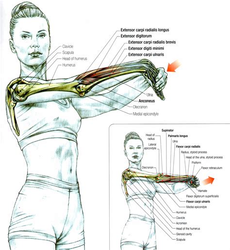 Stretching the Forearm Muscles | Body Moves | Pinterest | Forearm ...