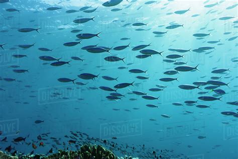 School of tropical fish swimming underwater in blue ocean, Vava'u ...