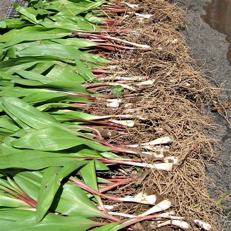 Allium tricoccum #1 (Ramps) - Scioto Gardens Nursery