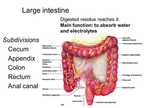 Large Intestine function, parts, length, anatomy and Relations of the ...