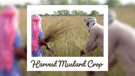 Top Scientific Tips for Sowing Mustard Crop in India