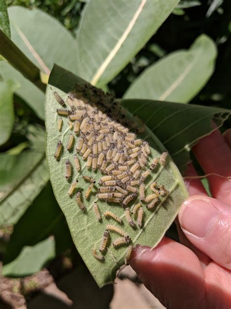 Newly hatched monarch caterpillar on underside of milkweed leaf. : r/Butterflies