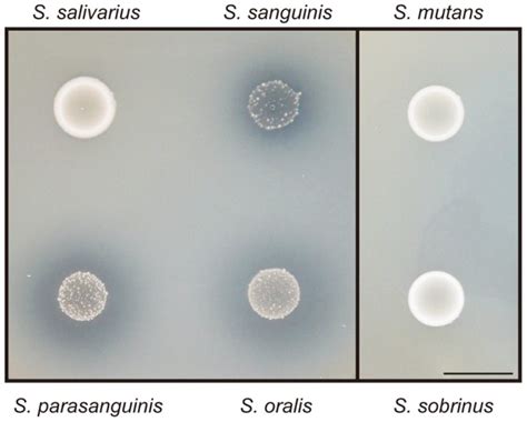 Streptococcus Salivarius Morphology