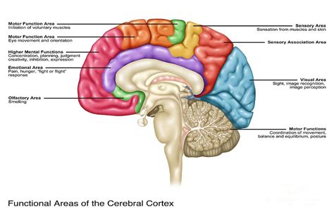 Cerebral Cortex: What It Is, Function & Location