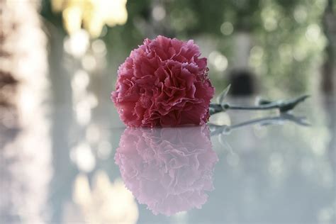 Flower Carnation Petals - Free photo on Pixabay