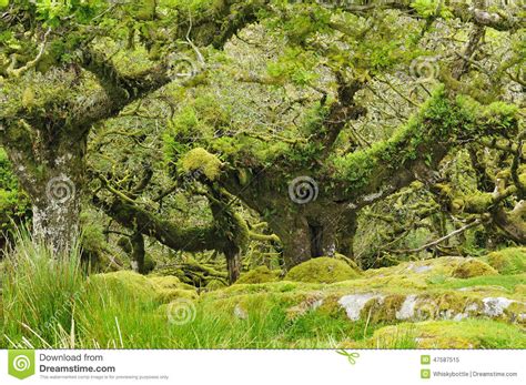 Wistman s Wood stock image. Image of british, trees, fagaceae - 47587515