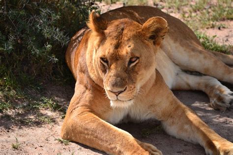 South Africa’s role in the lion bone trade: a neglected story - SAIIA