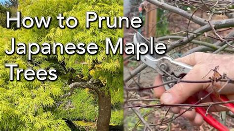 Weeping Japanese Maple Tree Pruning