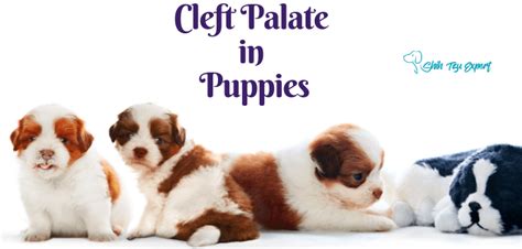 Cleft Palate in Puppies [How to Care for them the correct way]