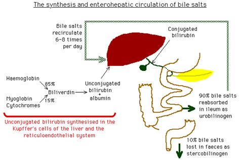 Diagram of the enterohepatic circulation of bile salts – GPnotebook