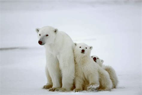 Largest Polar Bear Ever Recorded [and 20 Amazing Polar Bear Facts ...