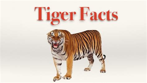 10 Unusual Tiger Facts Facts About Tigers