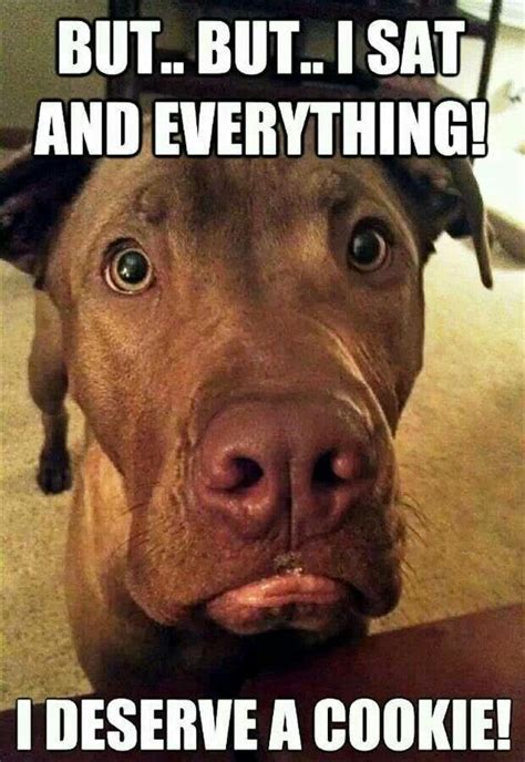 Chocolate Lab adorable | Funny dog memes, Funny dog pictures, Funny animals